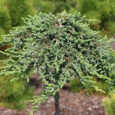 Ялівець звичайний Green Carpet (штамб)<br />
Актуальний діаметр : 25-30 см<br />
Об'єм : 10 л