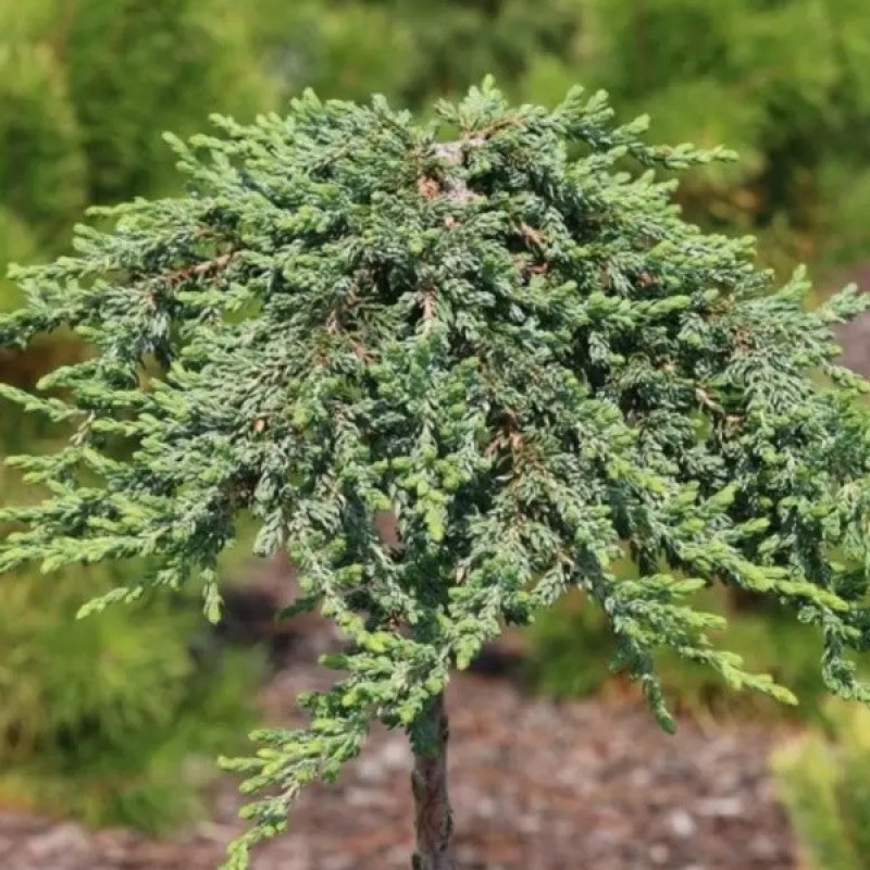Ялівець звичайний Green Carpet (штамб) Актуальний діаметр : 25-30 см Об'єм : 10 л