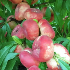 Нектарин инжирный Концеттина<br />
Возраст растения : 2 года<br />
Объем : открытый корень