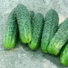 Огірок Делпіна F1<br />
Вага : 20 шт