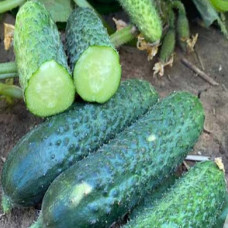 Огірок Рубінштейн F1<br />
Вага : 10 шт