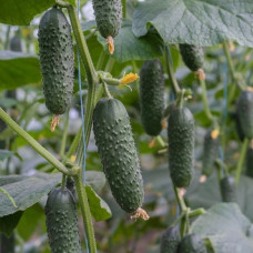 Огірок Северін F1<br />
Вага : 10 шт