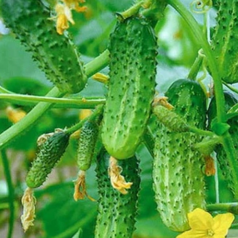 Огірок Воргебірдштраубен F1 Вага : 20 шт