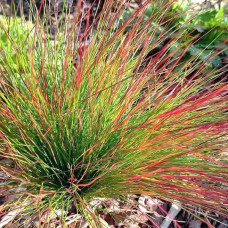 Овсяница Blue Red<br />
Объем : 1 л