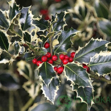 Падуб остролистный Argentea Marginata<br />
Актуальная высота : 10-15 см<br />
Объем : 3 л