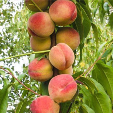 Персик колоновидный Тотем Садовника<br />
Возраст растения : 2 года<br />
Объем : открытый корень