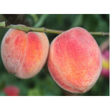 Персик Мария Бьянка<br />
Возраст растения : 2 года<br />
Объем : открытый корень