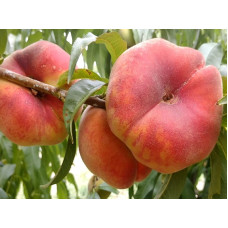 Персик инжирный Плайне Джем<br />
Возраст растения : 2 года<br />
Объем : открытый корень