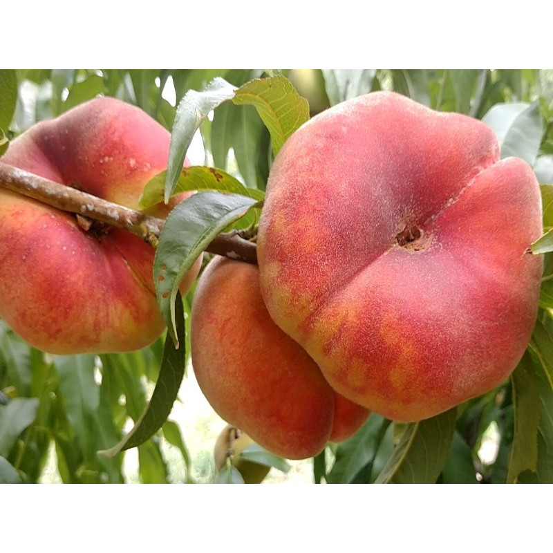 Персик инжирный Плайне Джем Возраст растения : 2 года Объем : открытый корень