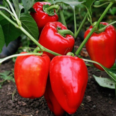 Перець Вікторія<br />
Вага : 0,3 г