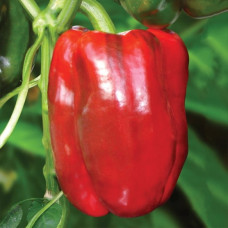 Перець Вівальді F1<br />
Вага : 8 шт
