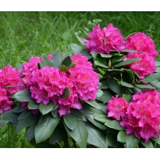 Рододендрон Pearce's American Beauty<br />
Актуальная высота : 10-15 см<br />
Объем : 3 л