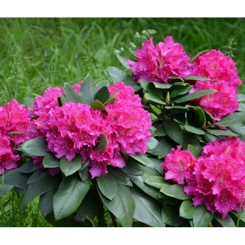 Рододендрон Pearce's American Beauty Актуальная высота : 10-15 см Объем : 3 л