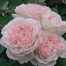 Троянда англійська Claire Rose<br />
Об'єм : 3 л