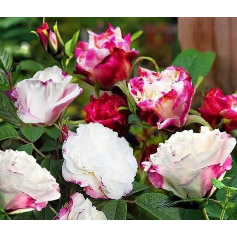 Роза парковая Louise Bugnet Объем : открытый корень