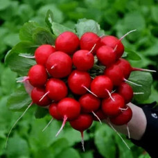 Редиска Дієго F1 Вага : 3 г