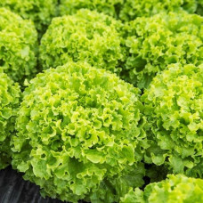 Салат Кріска<br />
Вага : 30 шт