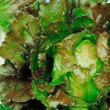 Салат Ла Чука<br />
Вага : 5 г