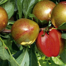 Слива Флавор Супреме (гибрид слива+абрикос)<br />
Возраст растения : 2 года<br />
Объем : открытый корень