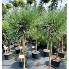 Сосна Жеффрея Joppi (штамб)<br />
Актуальна висота : 100-110 см<br />
Об'єм : 12 л