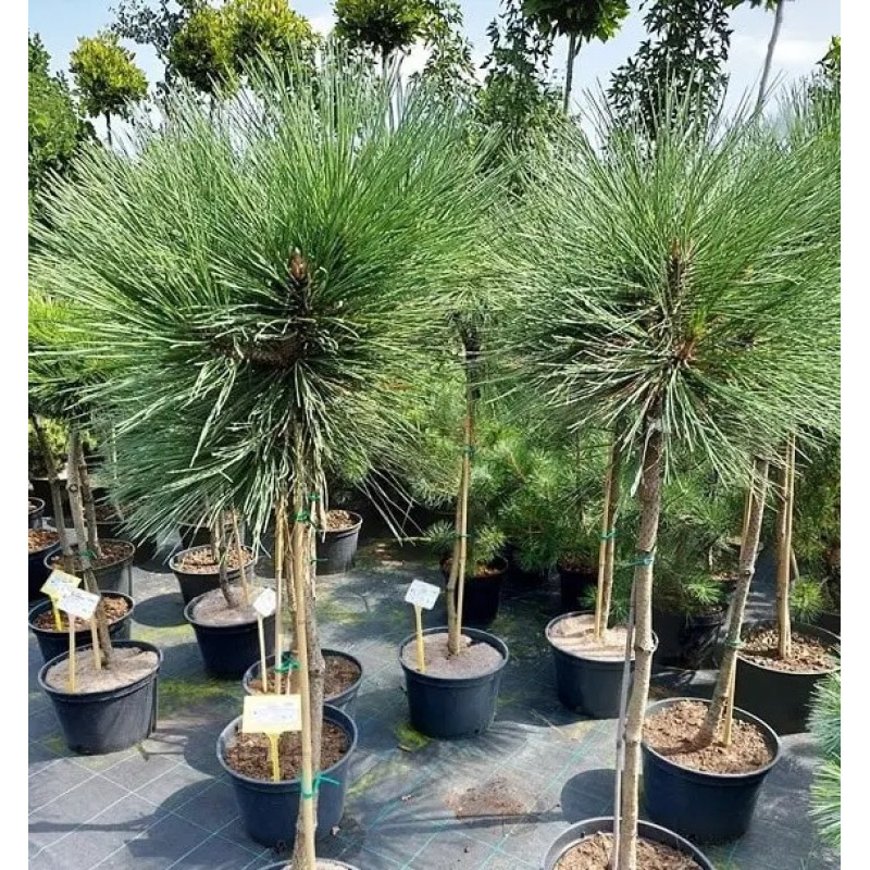 Сосна Жеффрея Joppi (штамб) Актуальна висота : 100-110 см Об'єм : 12 л