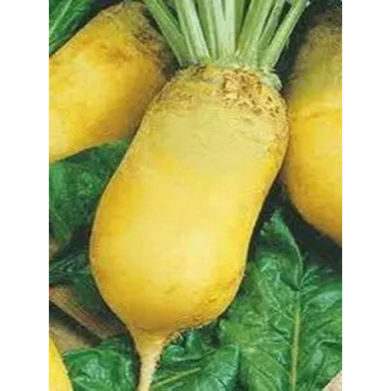 Свекла кормовая Мариша (желтая) Вес : 200 г