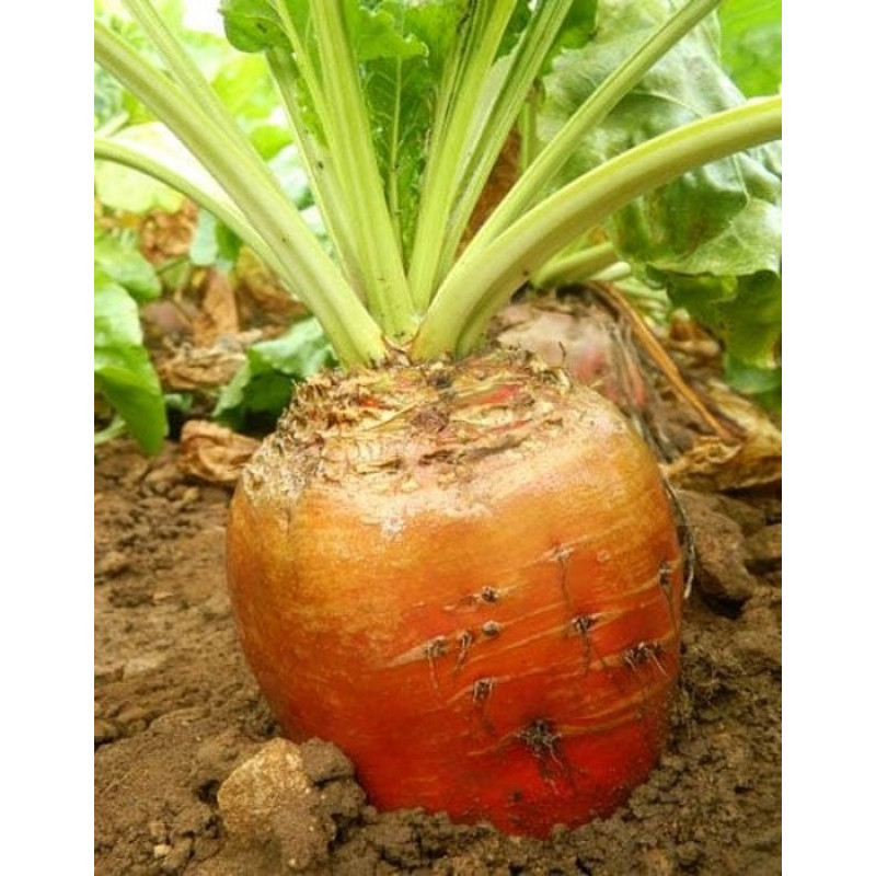 Свекла кормовая Ризон (розовая) Вес : 200 г