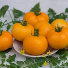 Томат Ананасний<br />
Вага : 0,1 г