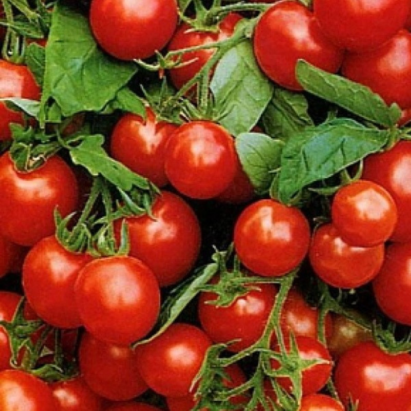 Томат Балконне диво червоне Вага : 0,1 г