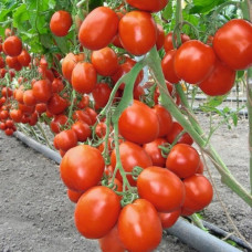 Томат Беніто F1<br />
Вага : 20 шт