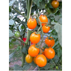 Томат Черри оранжевый<br />
Вес : 0,1 г