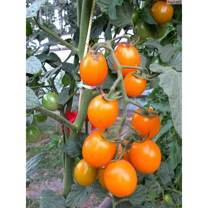 Томат Черри оранжевый Вес : 0,1 г