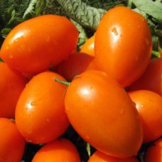 Томат Єлісей<br />
Вага : 0,1 г