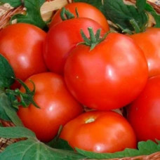 Томат Кемпбелл 33 Вага : 0,5 г