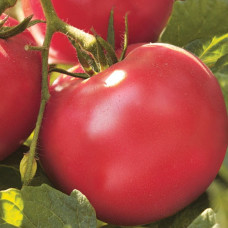 Томат Лакомка<br />
Вага : 0,1 г