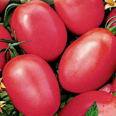 Томат Новичок Розовый<br />
Вес : 0,1 г