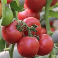 Томат Пінкджейн F1<br />
Вага : 10 шт