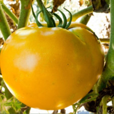 Томат Родное солнце<br />
Вес : 0,1 г