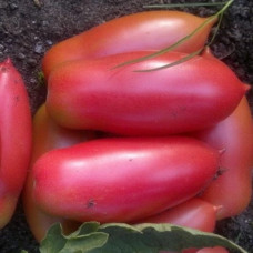 Томат Сосулька розовая<br />
Вес : 0,1 г