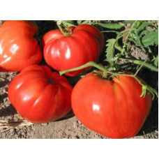 Томат Вічний поклик<br />
Вага : 0,1 г