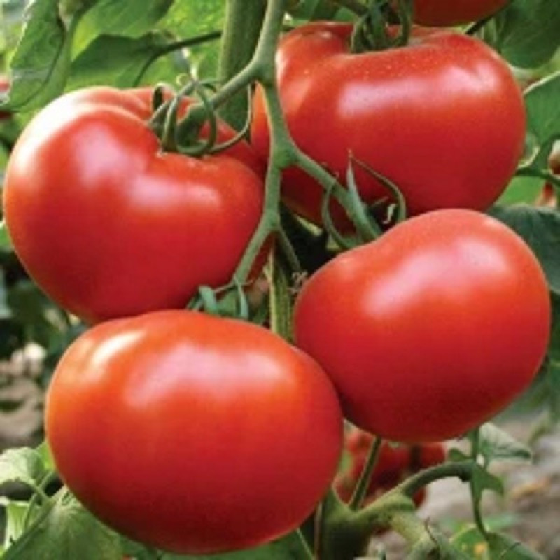 Томат ВП-1 F1 Вага : 8 шт