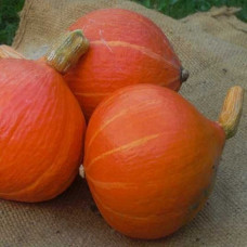 Гарбуз Потімаррон<br />
Вага : 5 шт