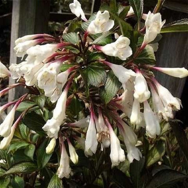 Вейгела квітуча Black and White Актуальна висота : 10-15 см Об'єм : 2 л