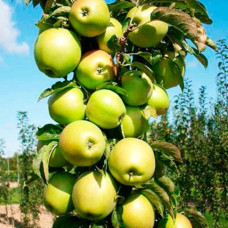 Яблоня колоновидная Малюха<br />
Возраст растения : 1 год<br />
Объем : открытый корень