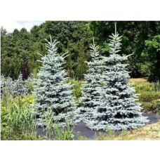 Ялина колюча Hoto<br />
Актуальна висота : 25-27 см<br />
Об'єм : 5 л