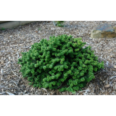 Ялиця бальзамічна Piccolo<br />
Актуальний діаметр : 30-35 см<br />
Об'єм : 7,5 л