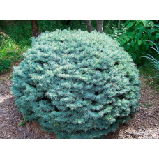 Ялина колюча Brynek<br />
Актуальна висота : 22-25 см<br />
Об'єм : 5 л