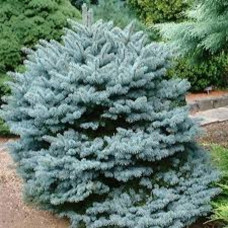 Ялина колюча Mecky<br />
Актуальна висота : 30-35 см<br />
Об'єм : 5 л