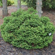 Ялина звичайна Ohlendorffii<br />
Актуальна висота : 25-30 см<br />
Об'єм : 7,5 л